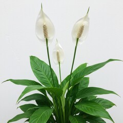 Obraz premium Peace lily isolated on white background, spathiphyllum plant with white flowers, use cases: decoration, gift, botanical study