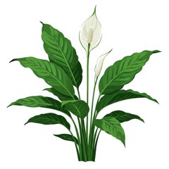Fototapeta premium Peace lily plant isolated on white background for botanical illustration and decoration.