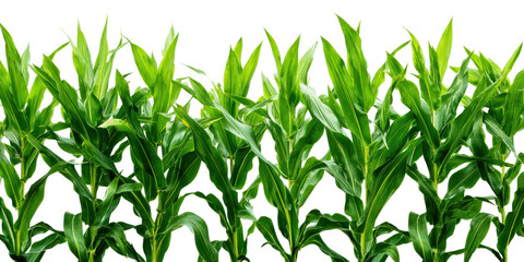 Fototapeta premium Vibrant Corn Stalks: A captivating image showcasing lush, verdant corn stalks, their leaves reaching toward the sky. This photograph encapsulates the essence of agriculture and nature's vitality.