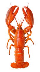 Vibrant Lobster in Detail: A close-up shot of a cooked lobster, showcasing its bright red shell, formidable claws, and intricate textures, evoking a sense of culinary delight and visual appeal.