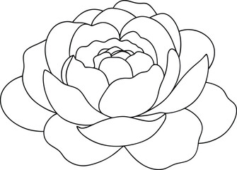 Outlined camellia flower showing detailed petal structure