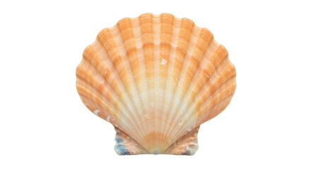 Isolated Seashell