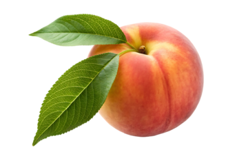 peach isolated on white background