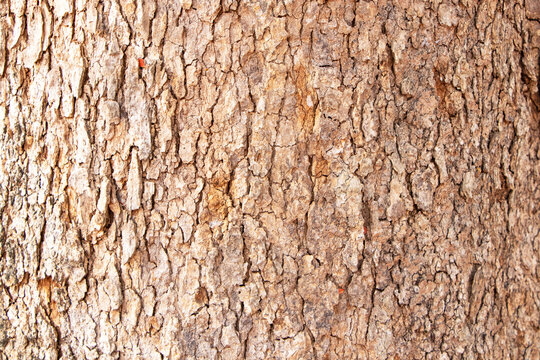 Photo grey, light brown, tree dry bark arranged rough, rough in lines it beautiful pattern. Abstract texture background. Use is house wall for background or website wallpaper. Can be used as model.