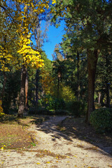 Pathway in park on sunny autumn day. Montenegro., Tivat city. View of  Large Town Park