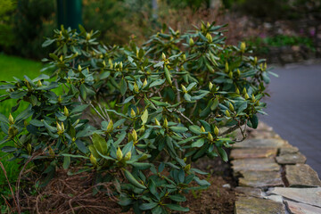 Rhododendron shrub in full bloom, captured in a park setting