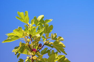 Branch of  fig tree ( Ficus carica ) with green leaves and fruit against blue sky