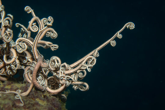 Unterwasseraufnahme von einem Gorgonenhaupt. Costa Brava, Spanien, Mittelmeer