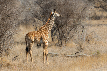 Giraffe - On Safari in Kruger National Park - South Africa