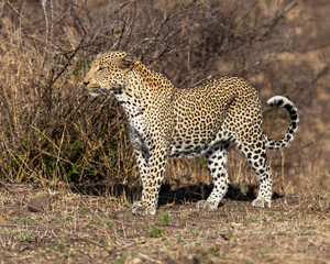 Leopard - On Safari in Kruger National Park - South Africa