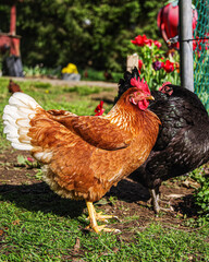 free range chicken