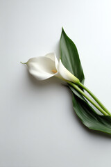 Obraz premium photorealistic ultraminimalist composition featuring single flower on pristine white background