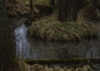A dark, murky body of water, likely a swamp or flooded area, is the focus of this forest scene. The water's surface is textured with ripples and reflects the muted sky and surrounding vegetation