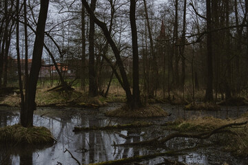 A dark, murky body of water, likely a swamp or flooded area, is the focus of this forest scene. The water's surface is textured with ripples and reflects the muted sky and surrounding vegetation