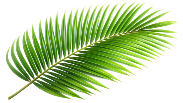 palm tree leaf on transparent background