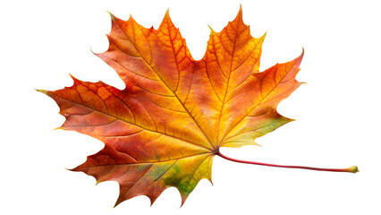 Fototapeta premium Autumn Maple Leaf on transparent Background