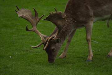 A close-up view focuses on a fallow deer buck as it grazes on a vibrant green grassy field. The buck's impressive palmate antlers are clearly visible as its head is lowered to eat