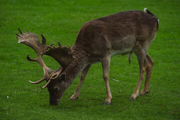 Obraz premium A close-up view focuses on a fallow deer buck as it grazes on a vibrant green grassy field. The buck's impressive palmate antlers are clearly visible as its head is lowered to eat