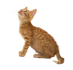 A charming orange kitten looking around curiously, on transparent background
