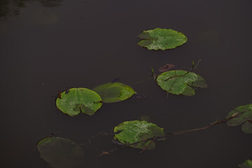 A collection of green lily pads of varying sizes and shapes float on the surface of dark, calm water