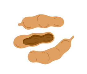 Tamarind sweet tropical exotic fruit. Vector hand-drawn illustration, isolated on white background.