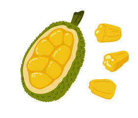 Jackfruit nangka tropical exotic fruit. Whole, halved piece. Vector hand-drawn illustration, isolated on white background.