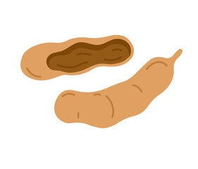 Tamarind sweet tropical exotic fruit. Vector hand-drawn illustration, isolated on white background.