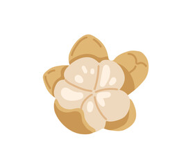 Longan, dragon eye fruit. Tropical exotic peeled fruit. Vector hand-drawn illustration, isolated on white background.