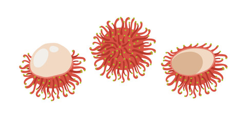 Rambutan tropical exotic fruit set. Vector hand-drawn illustration, isolated on white background.