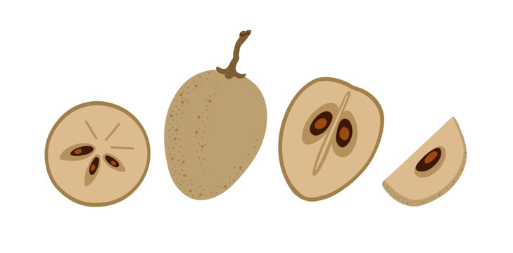 Sapodilla tropical exotic fruit set. Whole, sliced, cut, peeled fruit. Vector hand-drawn illustration, isolated on white background.