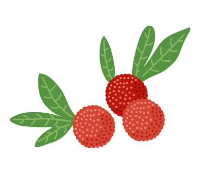 Chinese strawberry, red bayberry, yumberry, waxberry. Tropical exotic berries. Vector hand-drawn illustration, isolated on white background.