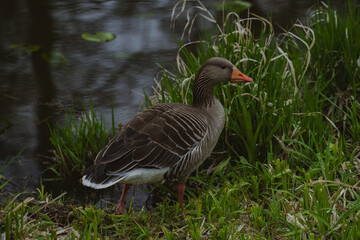 A grey goose stands amongst tall green grass and dry reeds near a body of water. The goose, with...