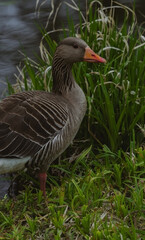 A close-up portrait of a grey goose focuses on its head and upper body. The goose has grey and white patterned feathers, a reddish-orange beak, and a visible eye