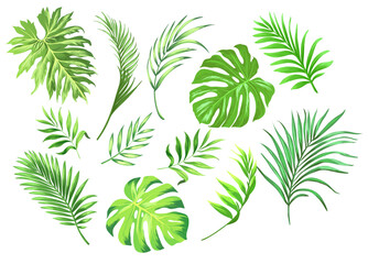 Palm leaves vector collection. Botanical leaf set. Jungle botany template. Realistic style.