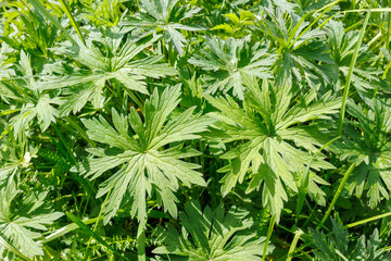 Wild Geranium pratense leaves in green meadow