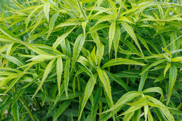Close-Up of Wild Tarragon Plant Foliage