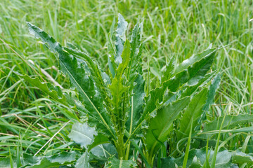 Cirsium arvense thistle plant in grassy field