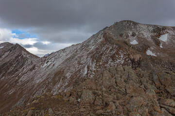 Panorama of alpine ridges at high altitude with an ibex. Vallelunga, Alto Adige Sudtirol, Italy