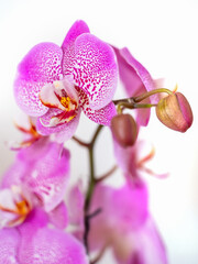 Orchidea, storczyki.
