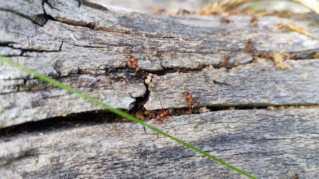 Flei&szlig;ige Ameisen Termiten in Aktion &ndash; faszinierende Makroaufnahme von Insekten auf einem Baumstamm f&uuml;r Biologie, Naturprojekte und visuelle Geschichten &uuml;ber Teamwork und Struktur in der Tierwelt