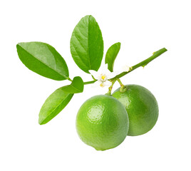 Lime branch