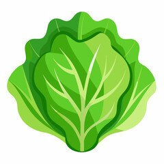 Lettuce icon on white background 