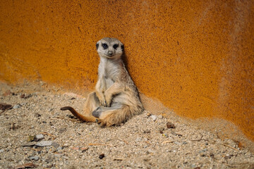 A meerkat is sitting upright and leaning against a textured orange-brown wall in a sunny enclosure,...