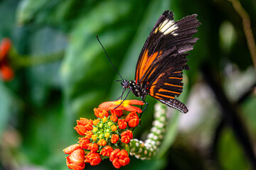 Close-up of a Postman butterfly (Heliconius melpomene) with damaged wings feeding on vibrant orange tropical flowers. Captured in a lush green background in natural light.
