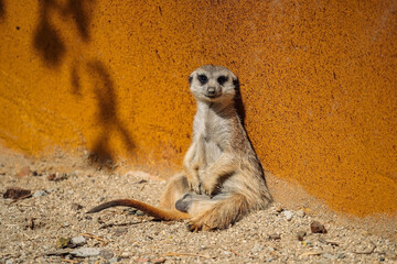 A meerkat is sitting upright and leaning against a textured orange-brown wall in a sunny enclosure,...