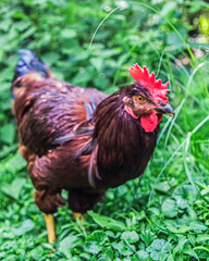 rooster on the farm