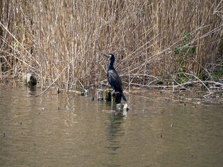 不忍池に現れた黒鳥