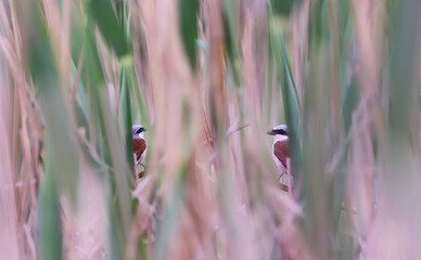 A pair of young shrikes among a thicket of young reeds..