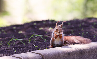 A small squirrel, like a pedestrian, moves on the ground