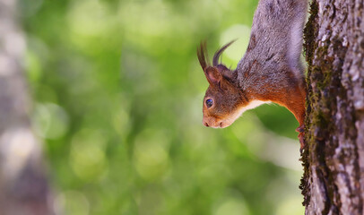 A squirrel on a tree trunk on a green background of blurred grass...